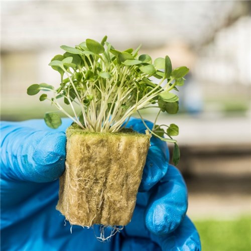 Grodan AO Plug with sprouts - Irribiz